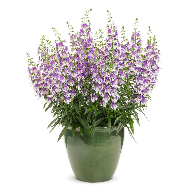 Limited Edition Royale | Angelface® Wedgwood Blue Summer Snapdragon (Angelonia)