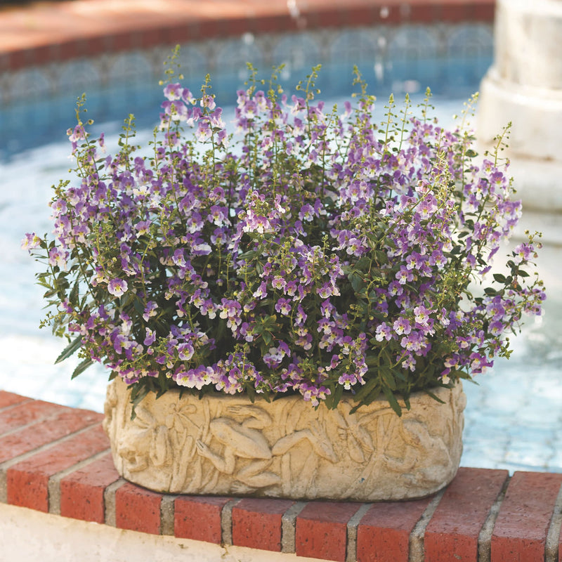 Limited Edition Royale | Angelface® Wedgwood Blue Summer Snapdragon (Angelonia)
