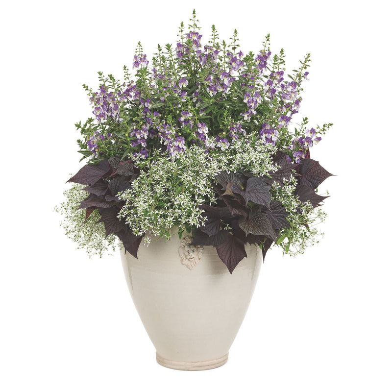 Limited Edition Royale | Angelface® Wedgwood Blue Summer Snapdragon (Angelonia)