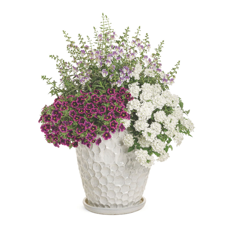 Limited Edition Royale | Angelface® Wedgwood Blue Summer Snapdragon (Angelonia)