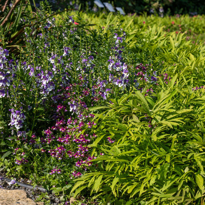 Limited Edition Royale | Angelface® Wedgwood Blue Summer Snapdragon (Angelonia)