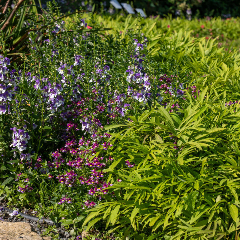 Limited Edition Royale | Angelface® Wedgwood Blue Summer Snapdragon (Angelonia)