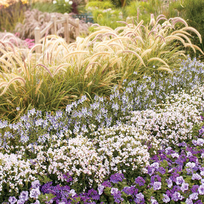 Angelface Wedgwood Blue Summer Snapdragon in use.