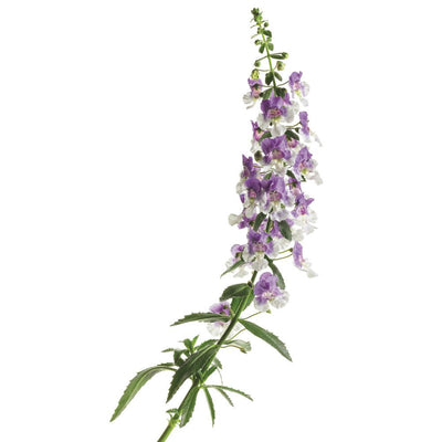 Limited Edition Royale | Angelface® Wedgwood Blue Summer Snapdragon (Angelonia hybrid)