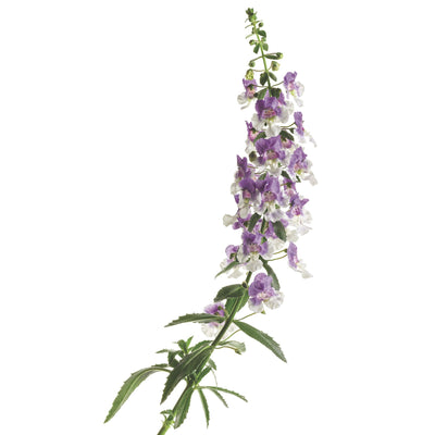 Limited Edition Royale | Angelface® Wedgwood Blue Summer Snapdragon (Angelonia)