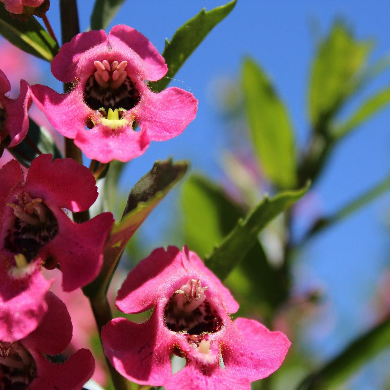 Summer Snapdragon | Angelface® Perfectly Pink | Proven Winners