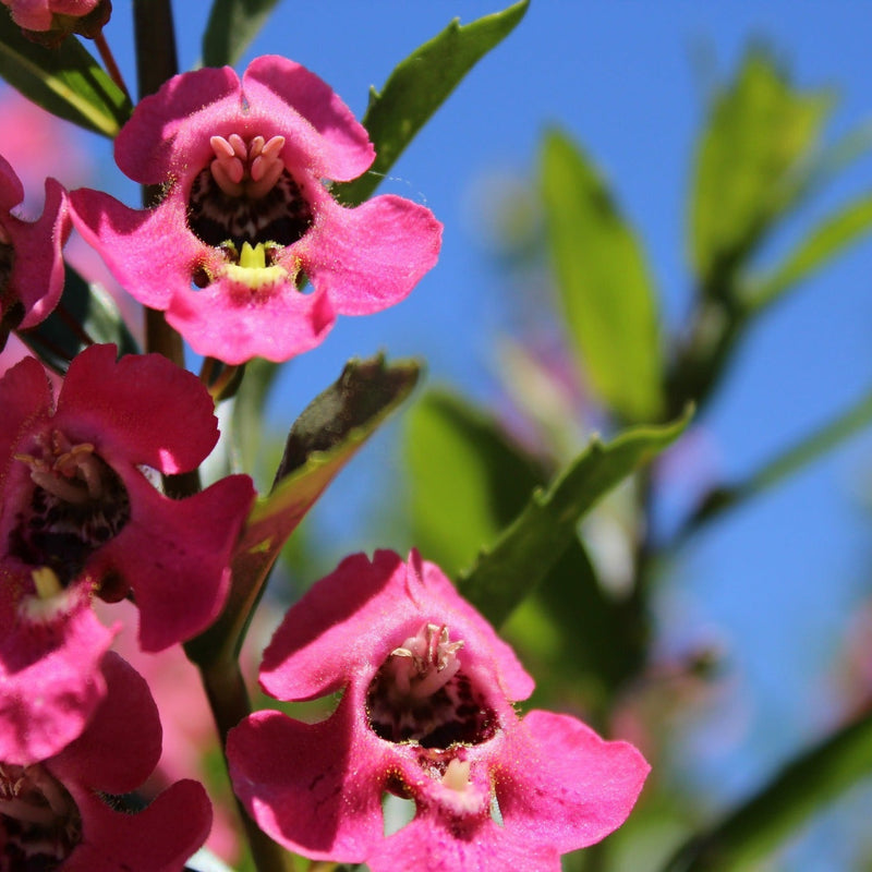 Angelface Perfectly Pink Summer Snapdragon up close.