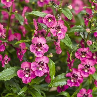 Angelface Perfectly Pink Summer Snapdragon up close.