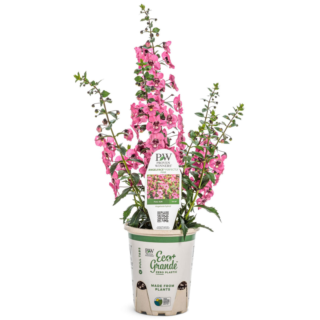 Summer Snapdragon | Angelface® Perfectly Pink | Proven