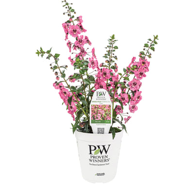 Limited Edition Royale | Angelface® Perfectly Pink Summer Snapdragon (Angelonia)