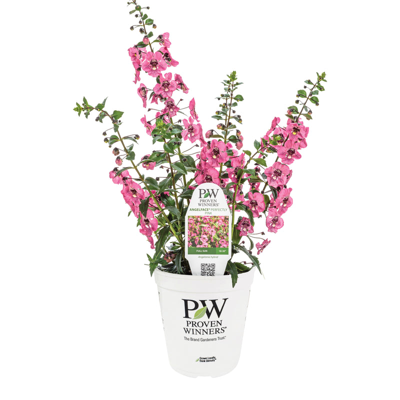 Limited Edition Royale | Angelface® Perfectly Pink Summer Snapdragon (Angelonia)