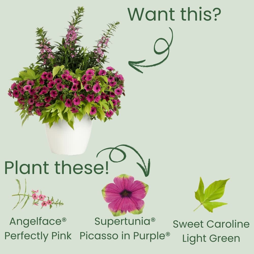 Angelface® Perfectly Pink Summer Snapdragon (Angelonia)
