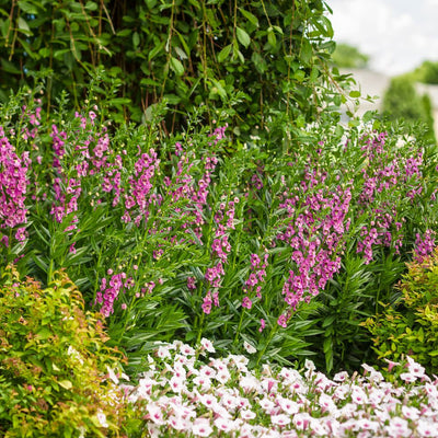 Limited Edition Royale | Angelface® Perfectly Pink Summer Snapdragon (Angelonia hybrid)