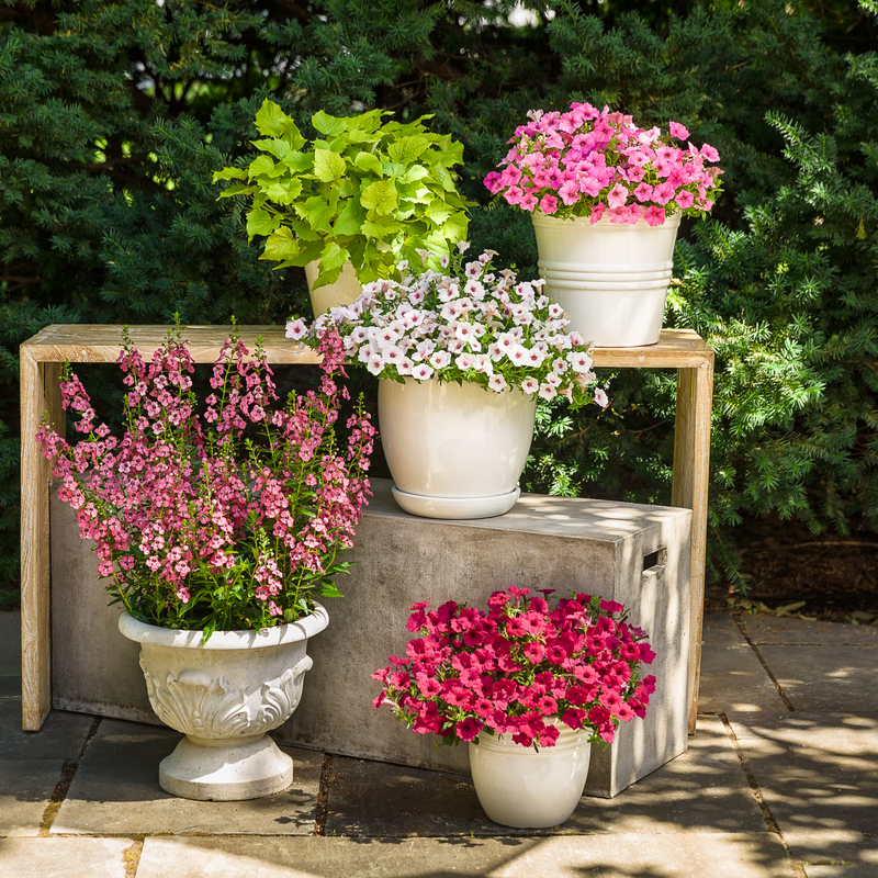 pink flower pot plant Summer Snapdragon | Angelface® Perfectly Pink