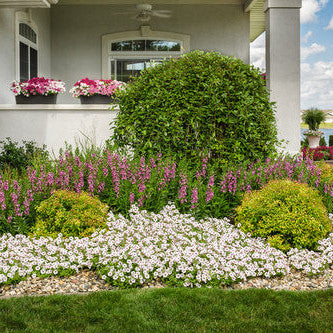 Angelface Perfectly Pink Summer Snapdragon in use.