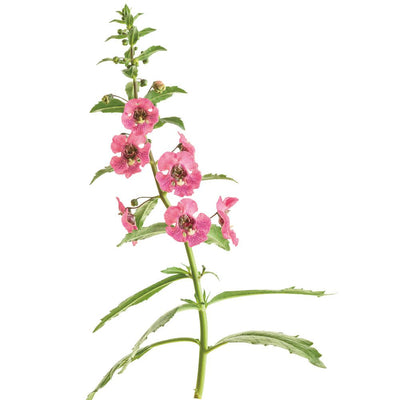 Angelface® Perfectly Pink Summer Snapdragon (Angelonia hybrid)