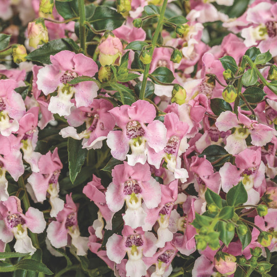 Angelface® Wedgwood Pink Summer Snapdragon (Angelonia)