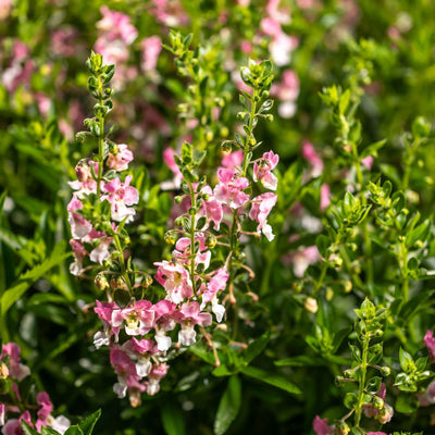 Angelface® Wedgwood Pink Summer Snapdragon (Angelonia hybrid) | Proven Winners® New Variety 2025