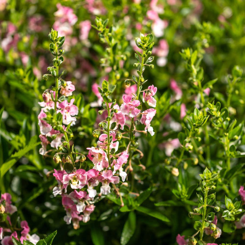 Limited Edition Royale | Angelface® Wedgwood Pink Summer Snapdragon (Angelonia hybrid)