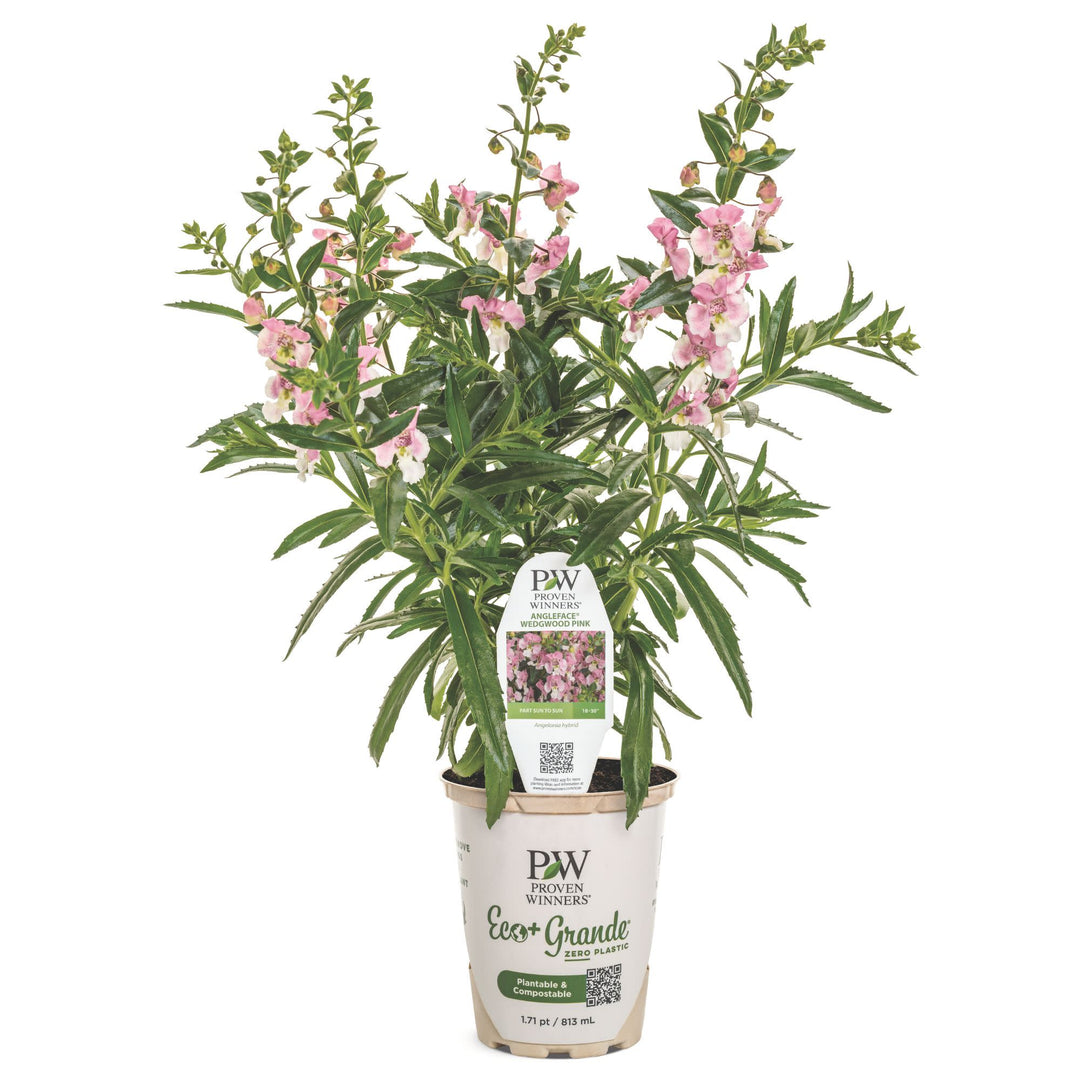 Summer Snapdragon | Angelface® Wedgewood Pink | Proven