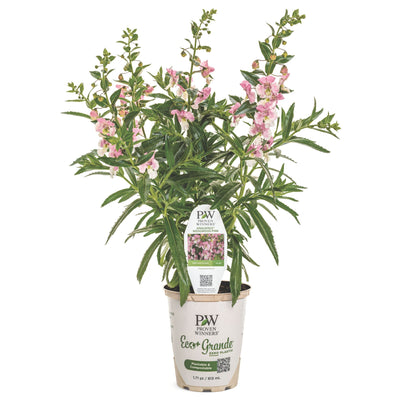 Angelface® Wedgwood Pink Summer Snapdragon (Angelonia)