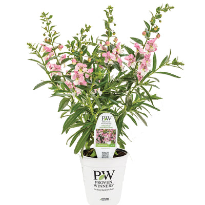 Limited Edition Royale | Angelface® Wedgwood Pink Summer Snapdragon (Angelonia)