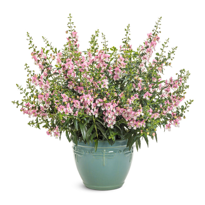 Summer Snapdragon | Angelface® Wedgewood Pink | Proven Winners