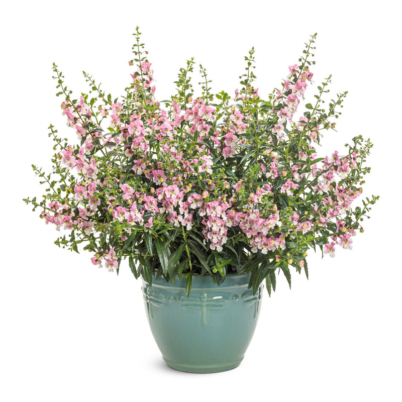 Limited Edition Royale | Angelface® Wedgwood Pink Summer Snapdragon (Angelonia)