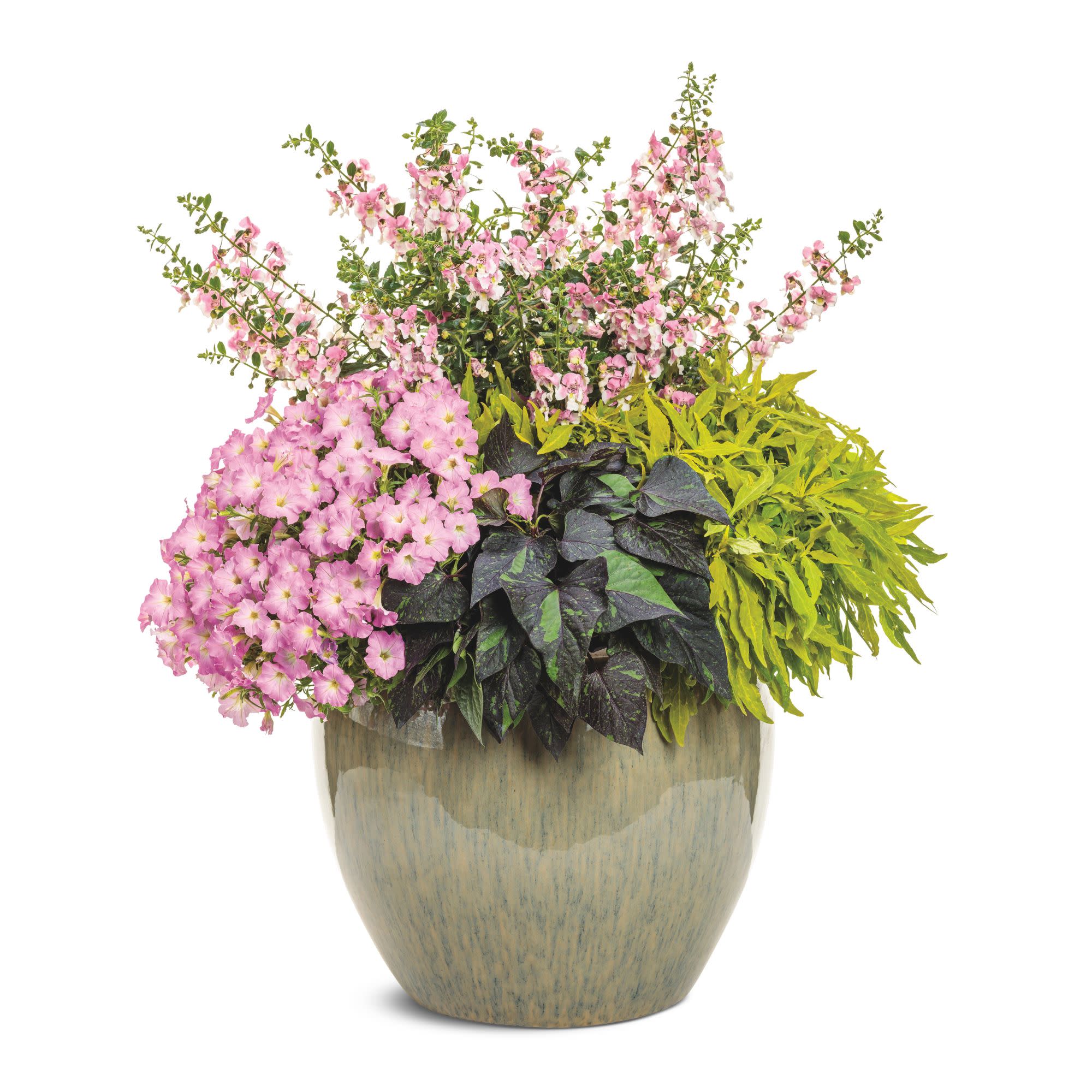 Summer Snapdragon | Angelface® Wedgewood Pink | Proven Winners