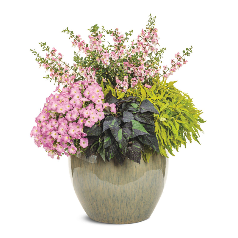 Limited Edition Royale | Angelface® Wedgwood Pink Summer Snapdragon (Angelonia)