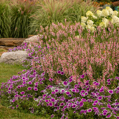 Limited Edition Royale | Angelface® Wedgwood Pink Summer Snapdragon (Angelonia)