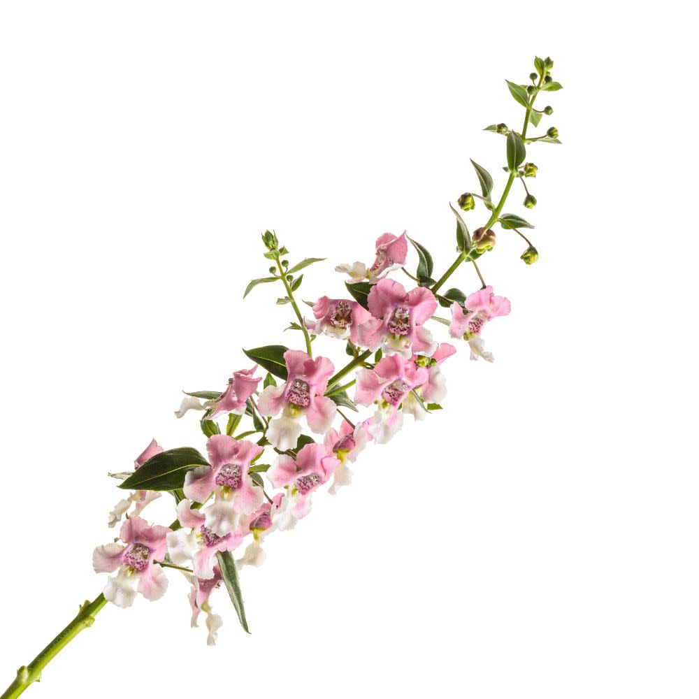 Summer Snapdragon | Angelface® Wedgewood Pink | Proven Winners