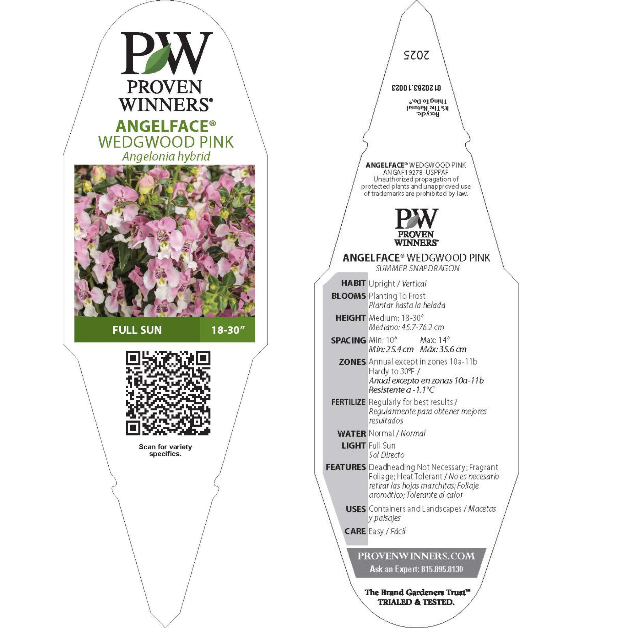 Summer Snapdragon | Angelface® Wedgewood Pink | Proven Winners