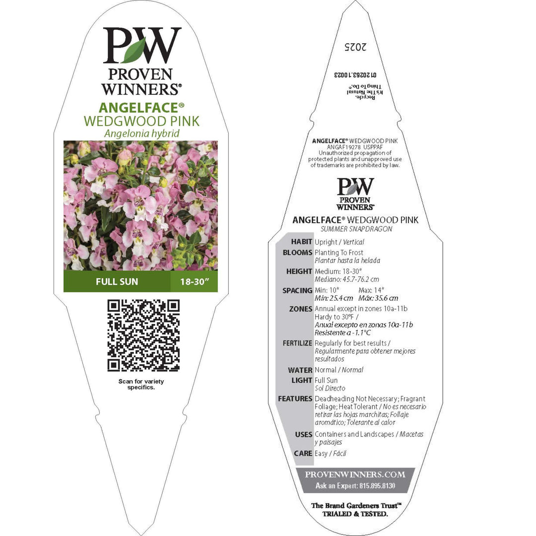 Summer Snapdragon | Angelface® Wedgewood Pink | Proven Winners