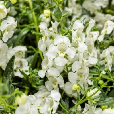 Angelface Cascade Snow Summer Snapdragon up close.