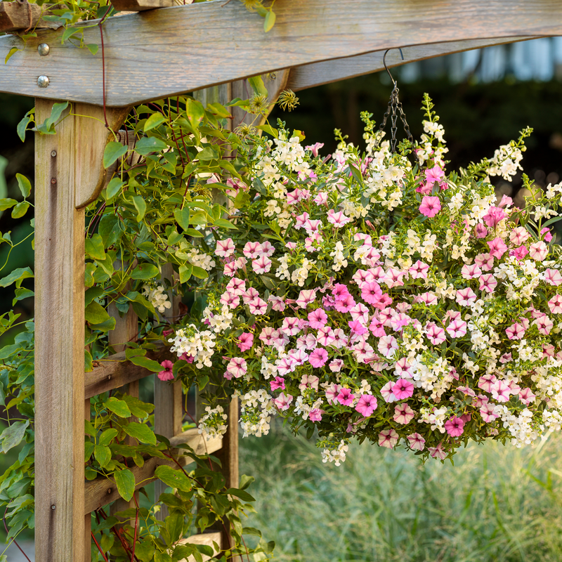 Angelface Cascade Snow Angelface Cascade Snow Summer Snapdragon in use.