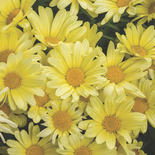 Golden Butterfly® Marguerite Daisy (Argyranthemum frutescens)