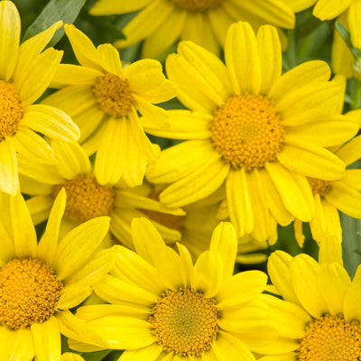 Golden Butterfly Marguerite Daisy up close.