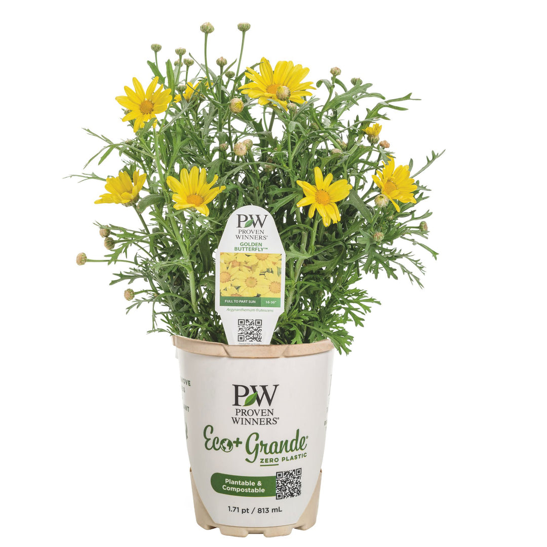 Golden Butterfly Marguerite Daisy (Argyranthemum frutescens)