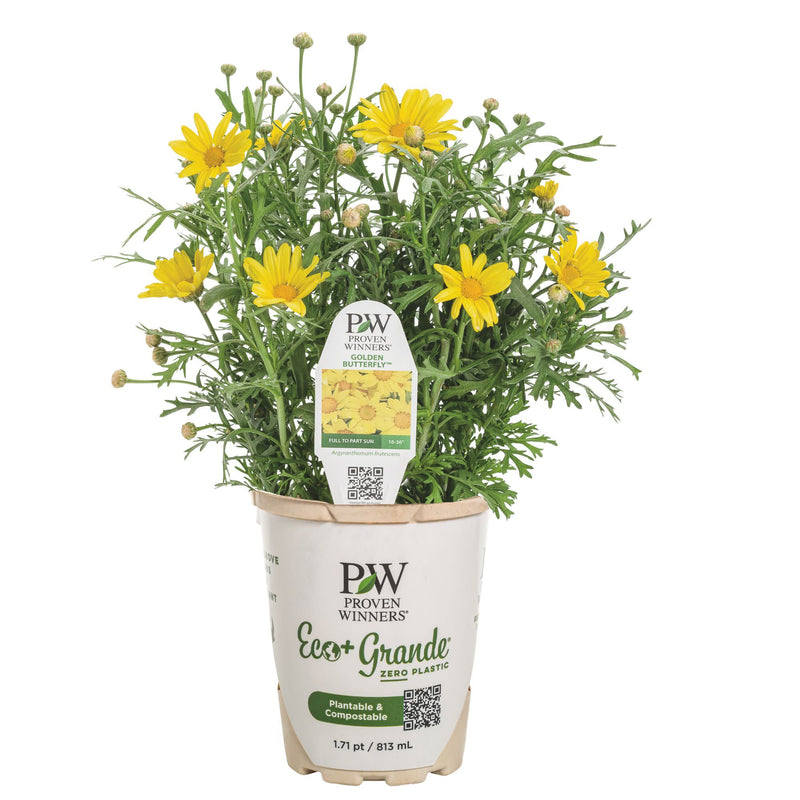 Golden Butterfly® Marguerite Daisy (Argyranthemum frutescens)