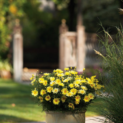 Golden Butterfly Marguerite Daisy in use.