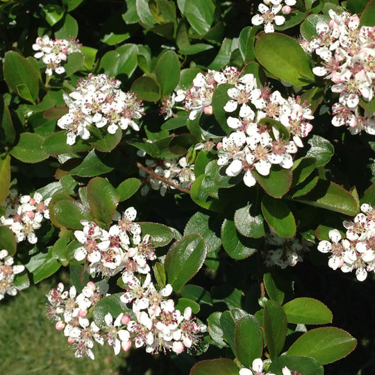 Low Scape Mound® Aronia (Aronia melanocarpa)