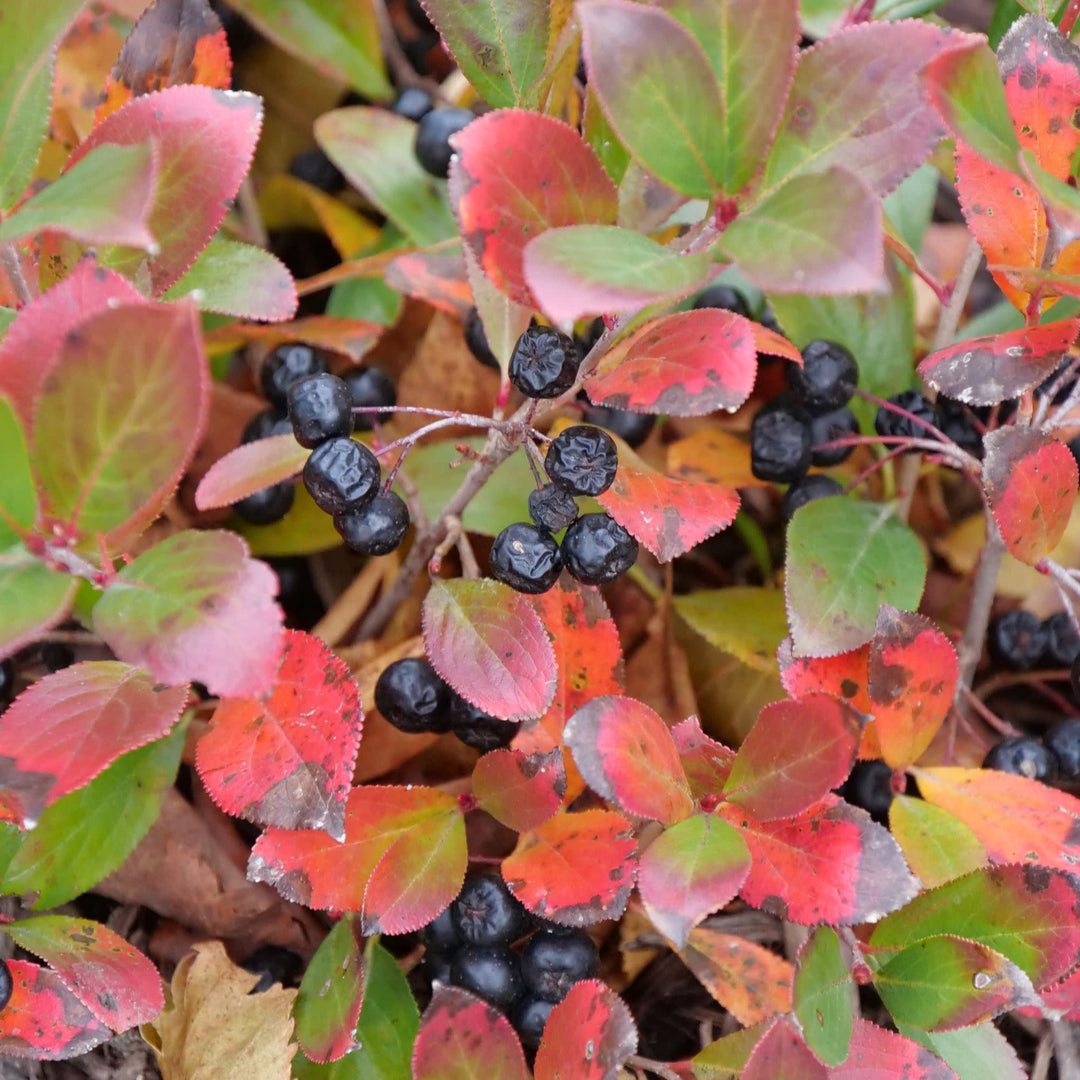 Low Scape Mound® Aronia (Aronia melanocarpa)