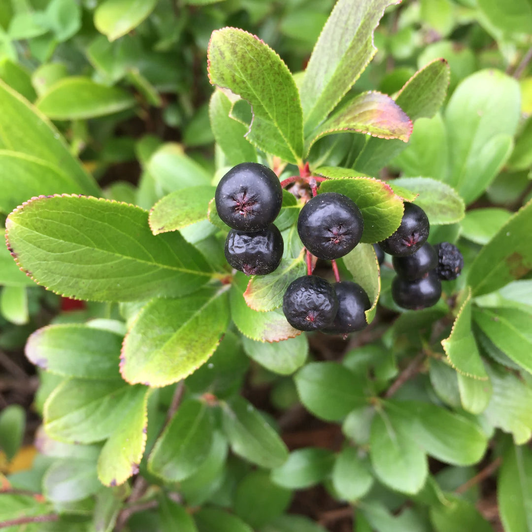 Low Scape Mound® Aronia (Aronia melanocarpa)