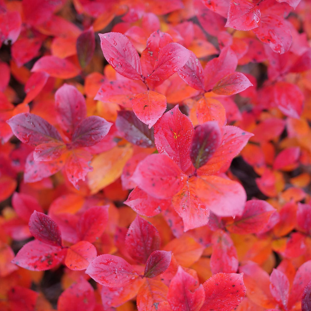 Low Scape Mound® Aronia (Aronia melanocarpa)