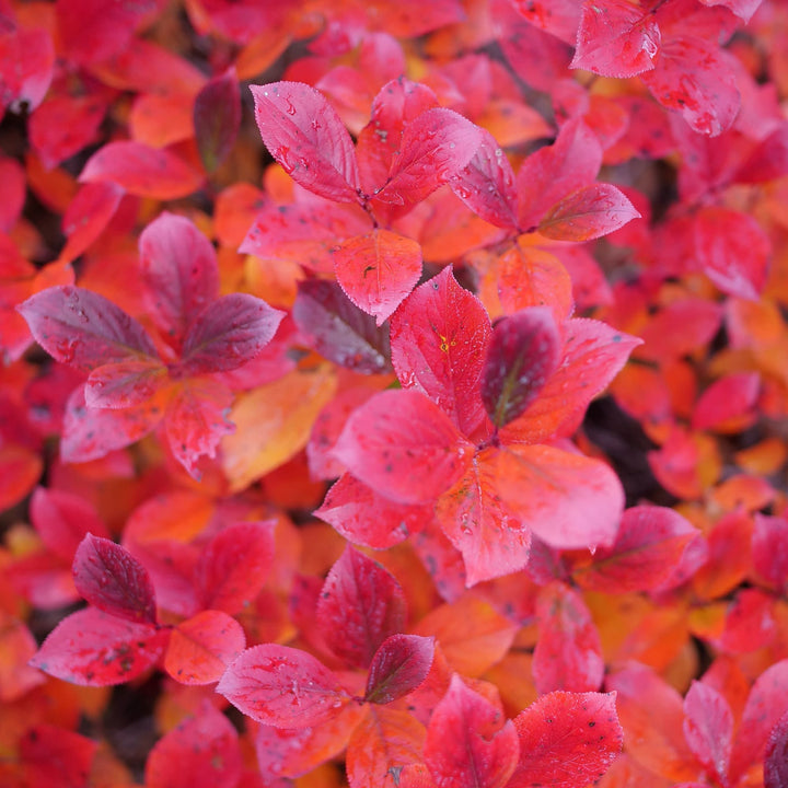 Low Scape Mound® Aronia (Aronia melanocarpa)