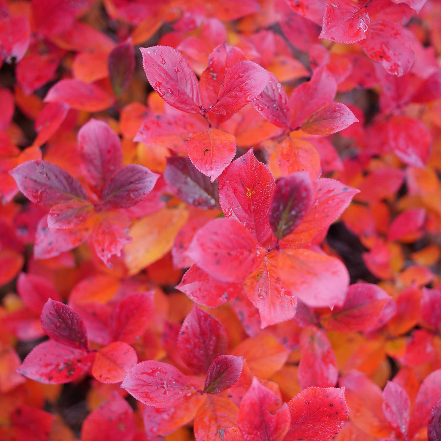 Aronia | Low Scape Mound® | Proven Winners® Shrubs – Proven Winners Direct™