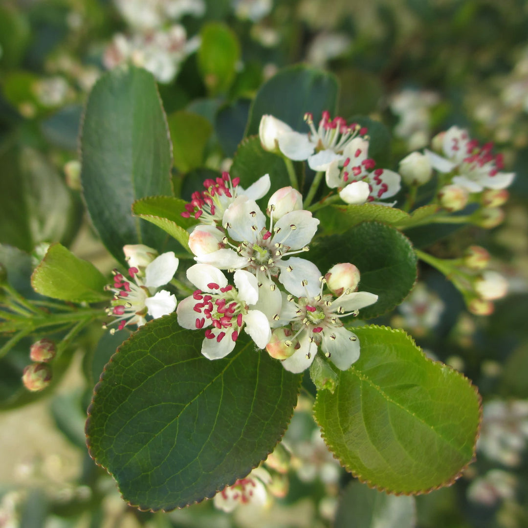 Low Scape Mound® Aronia (Aronia melanocarpa)