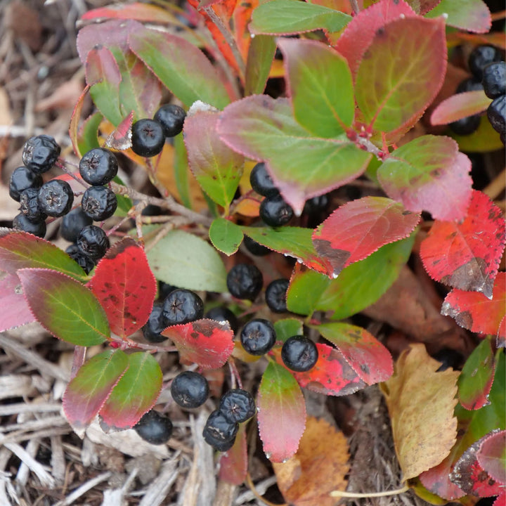 Low Scape Mound® Aronia (Aronia melanocarpa)