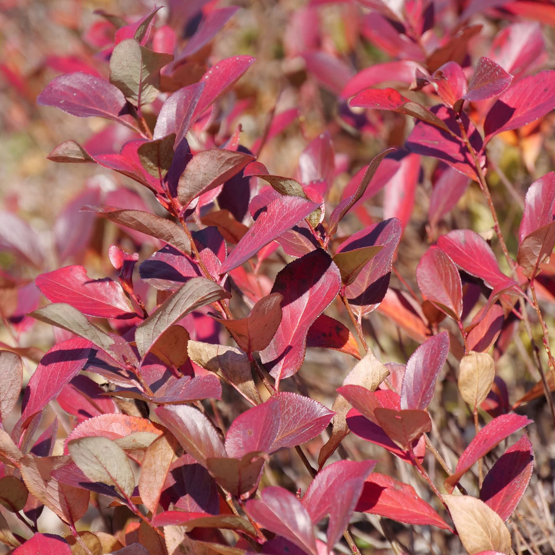 Low Scape Mound® Aronia (Aronia melanocarpa)